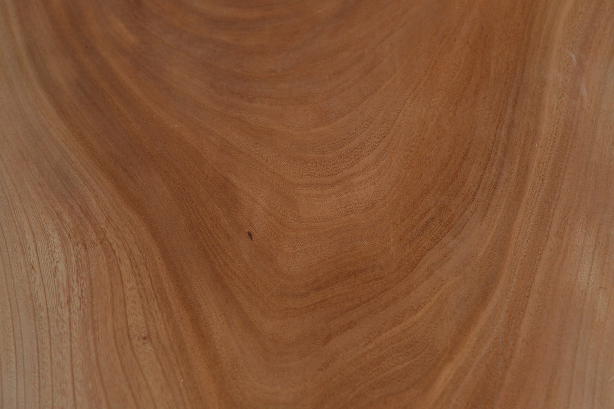 Zelkova