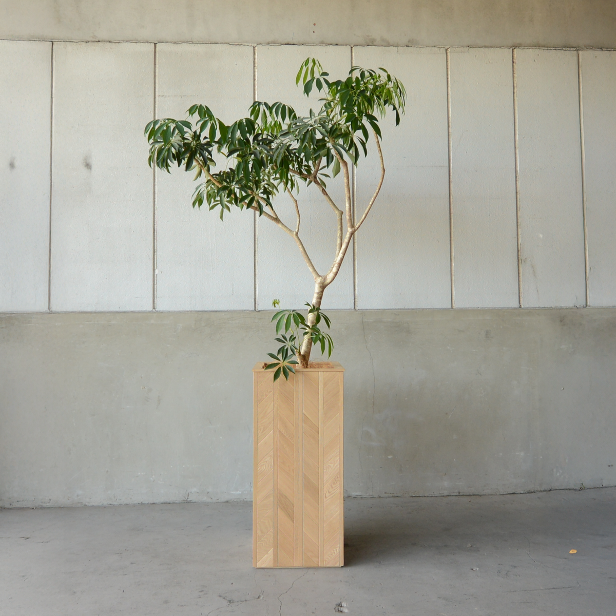 Oak