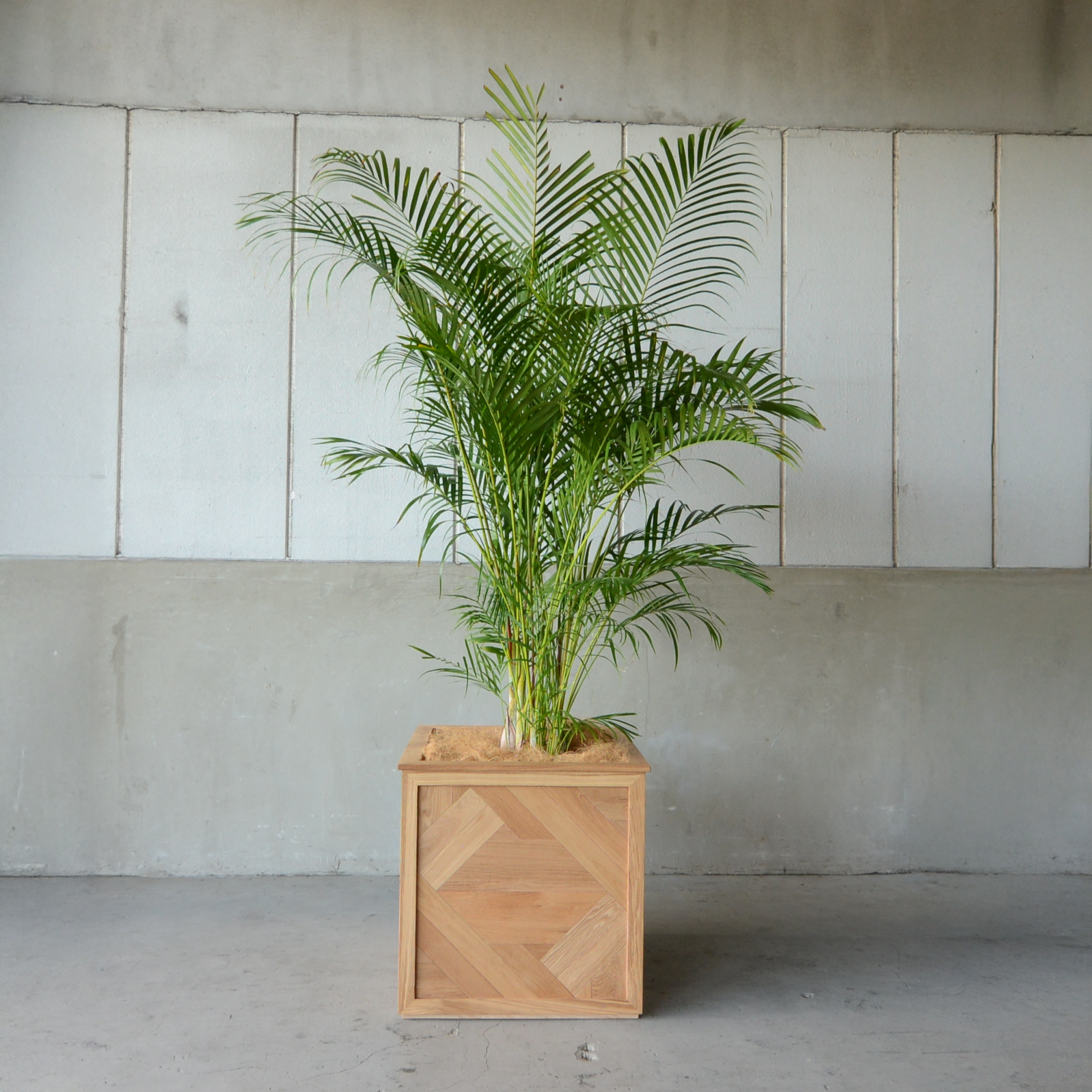 Oak Planter_PQ01
