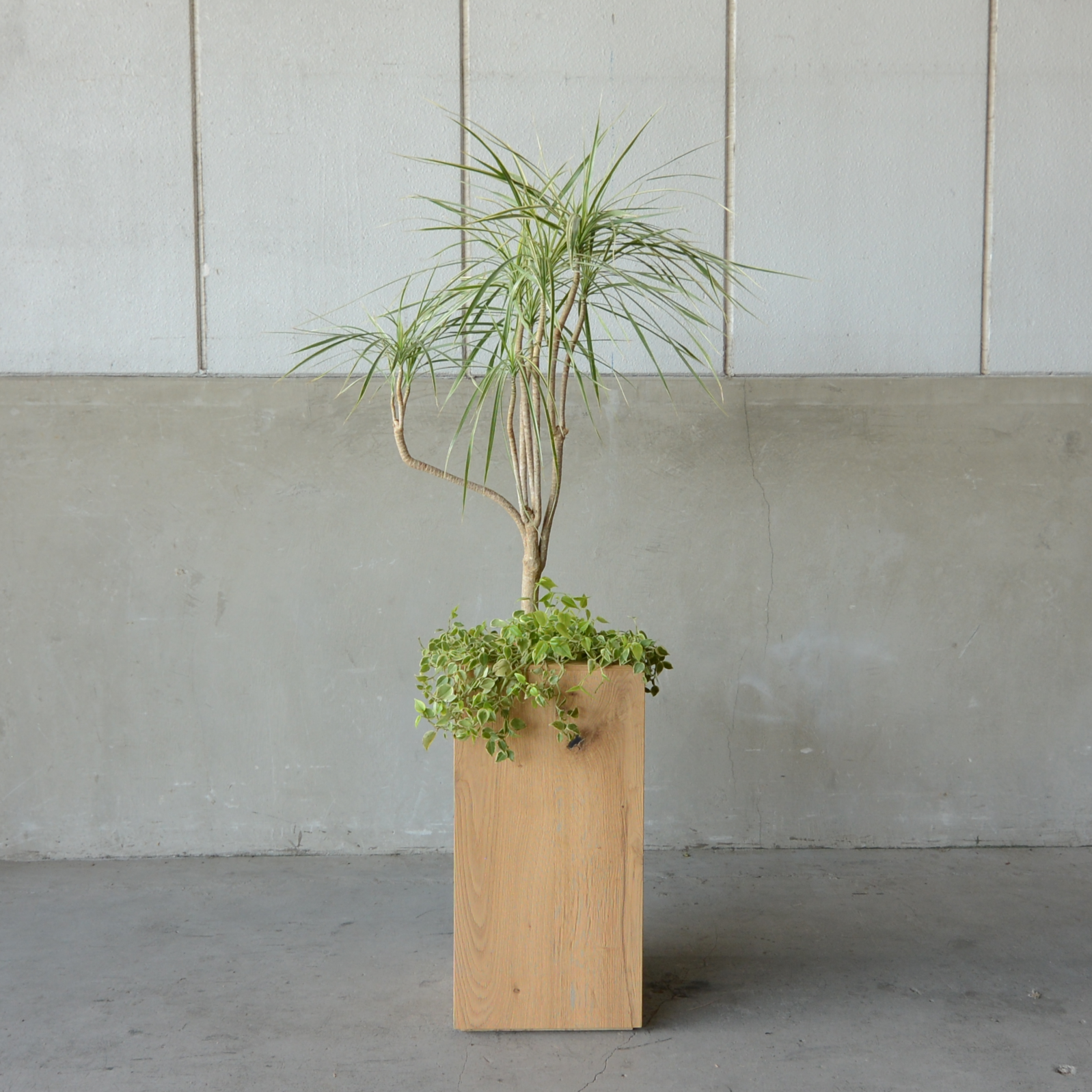 Oak Planter_VB01_NT