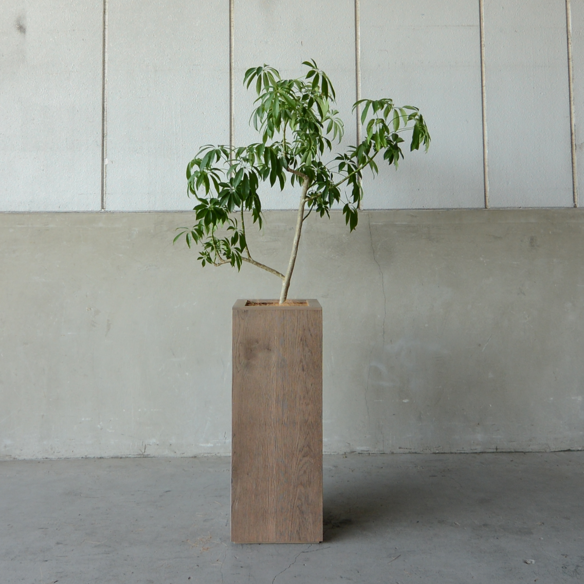 Oak
